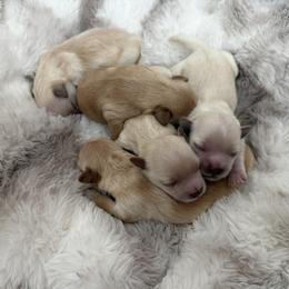 Maltipoo puppies from Marci's Maltipoos