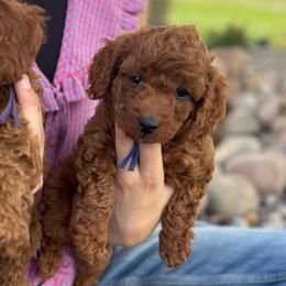 Miss Purple - Red female Cavapoo puppy in Spanish Fork, Utah from Britts.Darling.Doodles