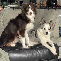 Miniature Australian Shepherds from Hannah’s Aussies