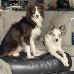 Miniature Australian Shepherds from Hannah’s Aussies