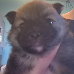 Coffee bean - Wolf sable female Pomeranian puppy in Billings, Montana from Magic City Poms
