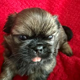 Puppy 1 - Red brindle male Pekingese puppy in Mabank, Texas from Peke Lovers of Texas