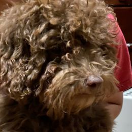 None - Cockapoo