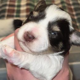 Miniature Schnauzer Puppies from A.R Miniature Schnauzers