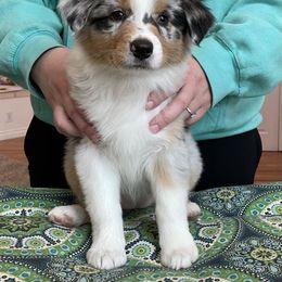 Australian Shepherd Puppies from Audacity Australian Shepherds