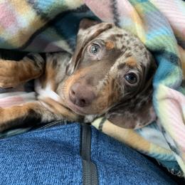 Dachshund Puppies from Mahzian Miniature Dachshunds