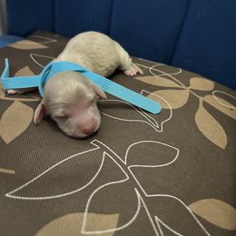 Girl 1 - Dachshund puppy from Bianka's Dackels