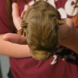 Trouble - Brown female Chinese Shar-Pei puppy in Minden, Louisiana from Zoey's Waggly Tails