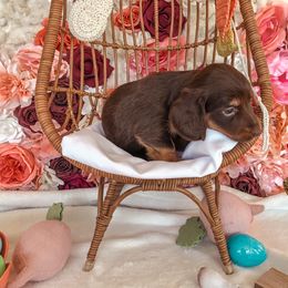 Dachshund Puppies from Mill Creek Dachshunds