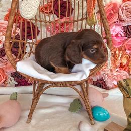 Dachshund Puppies from Mill Creek Dachshunds