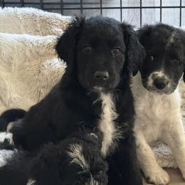 Dior - Parti female Goldendoodle puppy in El Cajon, California from Pacific Coast Goldendoodles