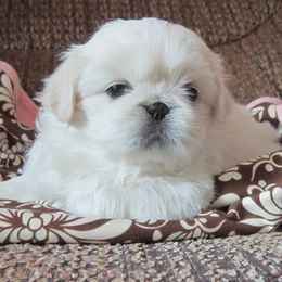 Girl 1 - White female Pekingese puppy in Birdseye, Indiana from Poochie's Pekes