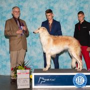 Paparazzi - Borzoi