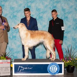 Paparazzi - Borzoi