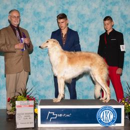 Paparazzi - Borzoi