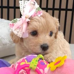 Maple Syrup - Apricot female Maltipoo puppy in Spring, Texas from GlamPaw Maltipoos