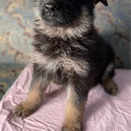 Pink collar girl - Bi-color female German Shepherd puppy in Coleta, Illinois from Four Leaf Farm- Vom Vierblättriges Bauernhof
