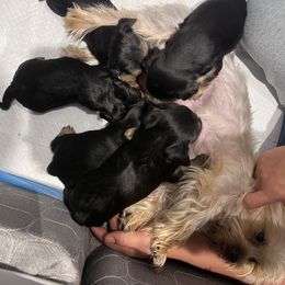 Yorkshire Terrier Puppies from Julie's Yorkies