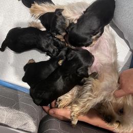 Yorkshire Terrier Puppies from Julie's Yorkies