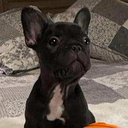 Shirley - Black female French Bulldog puppy in Clifton, Texas from Blue Ribbon French Bulldogs