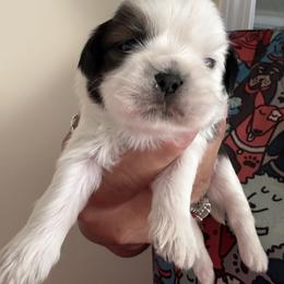 Theo - Tricolor female Shih Tzu puppy in San Jacinto, California from Luv4pups