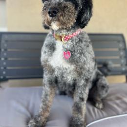 Molly - Bernedoodle