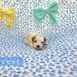 Forrest - male Cavapoochon puppy in Bullard, Texas from Cavapoochon Central LLC