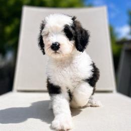 Guinness - Brown and white male Sheepadoodle puppy in Rocky Point, North Carolina from CelticDoods