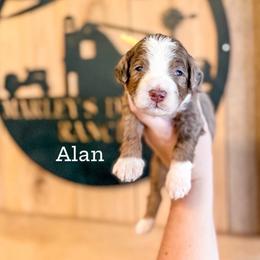 Boy 1 - Merle male Labradoodle puppy in Danville, Indiana from Marley’s Doodle Ranch