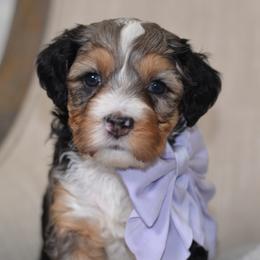 Gala- Lavender Collar Female - Blue merle female Bernedoodle puppy in Katy, Texas from Bluebonnet Bernedoodles of Southeast Texas