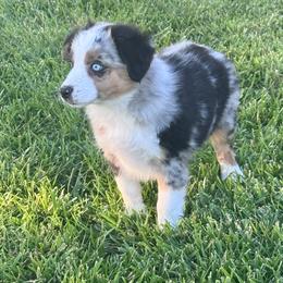 Paul - Blue merle male Miniature Australian Shepherd puppy in California from Eagle River Aussies