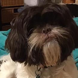 Shih Tzus from Lulu’s Lovely Cottage