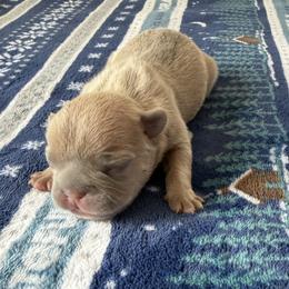 French Bulldog Puppies from Anthony Hynes
