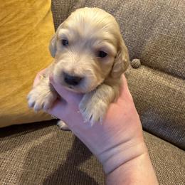Boy 1 - Cream male Dachshund puppy in Walla Walla Valley, Oregon from English Cream Dachshunds