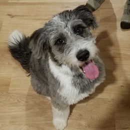 Millie - Aussiedoodle