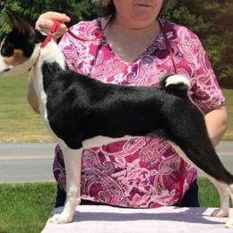 Mattie - Basenji
