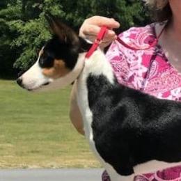 Mattie - Basenji