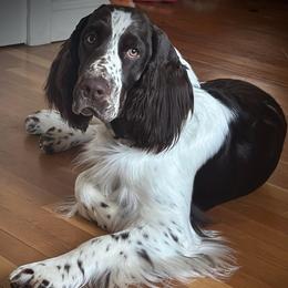 River - English Springer Spaniel