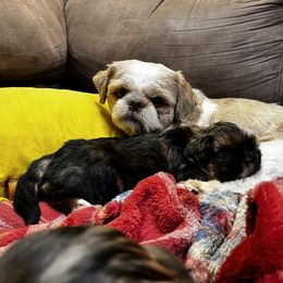 Shih Tzu Puppies from Meihem Pups