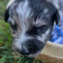Bluey - Blue merle male Australian Shepherd puppy in Harrah, Oklahoma from Whippoorwill Aussies of Oklahoma