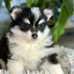 Pomsky Puppies from Jana Goodwin