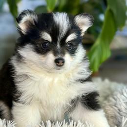 Pomsky Puppies from Jana Goodwin