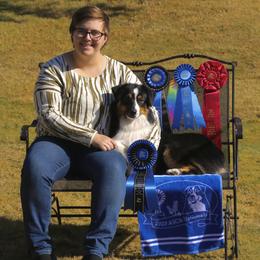 Australian Shepherd and Miniature Australian Shepherd All Grown Up from Ridgestar Aussies