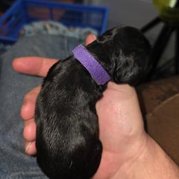 Girl 2 - Black and white female Cocker Spaniel puppy in Wake Forest, North Carolina from Classy Cockers of Wake Forest