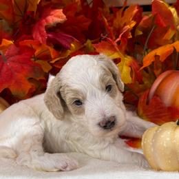 Acorn - Parti male Goldendoodle puppy in Lake Panasoffkee, Florida from Donnas Deluxe Doodles LLC