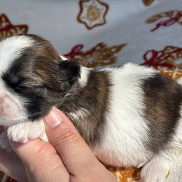 Copper - Tricolor male Shih Tzu puppy in Lakeland, Florida from Sunshine Shih Tzus