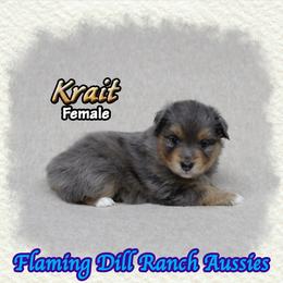 Krait - Blue merle female Toy Australian Shepherd puppy in Forestburg, Texas from Flaming Dill Ranch Aussies