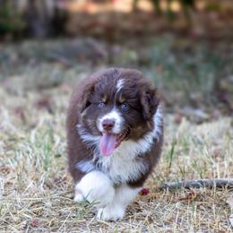 Australian Shepherd Puppies from Dream E River Ranch