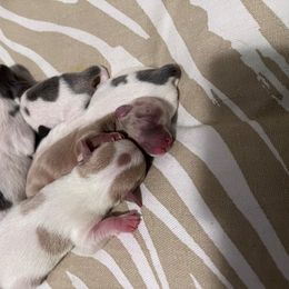 Chihuahua Puppies from Marquez Chihuahuas