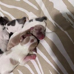 Chihuahua Puppies from Marquez Chihuahuas